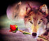 Wolf with Red Rose